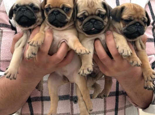 Pug Mops Yavrulari Mama Ve Malzeme Kampanyanli