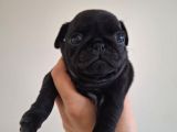 Pug Mops Yavrulari Mama Ve Malzeme Kampanyanli