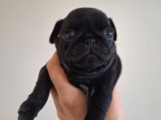 Pug Mops Yavrulari Mama Ve Malzeme Kampanyanli görsel