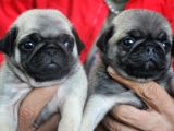 Pug Mops Yavrulari Mama Ve Malzeme Kampanyanli