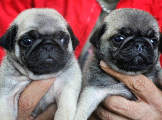 Pug Mops Yavrulari Mama Ve Malzeme Kampanyanli görsel