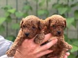 Uyumlu Akıllı Tüy Dökmez Toy Poodle Bebekler