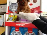 Kore Toy Poodl Yavrularımız Ruhsatlı Çiftliği Mızden