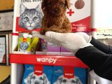 Kore Toy Poodl Yavrularımız Ruhsatlı Çiftliği Mızden