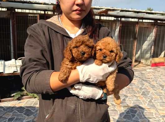 Kore Toy Poodl Yavrularımız Ruhsatlı Çiftliği Mızden görsel