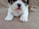 Shih Tzu Yavrulari Çi̇ftli̇kten