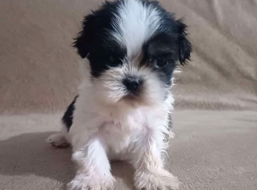 Shih Tzu Yavrulari Çi̇ftli̇kten görsel