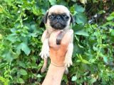 Pug Mops Yavrulari Mama Ve Malzeme Kampanyanli