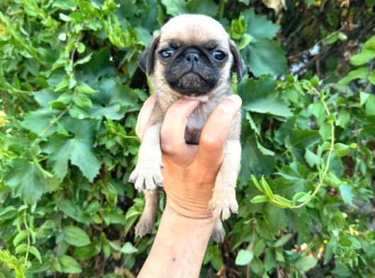 Pug Mops Yavrulari Mama Ve Malzeme Kampanyanli görsel