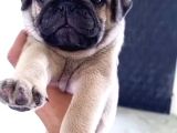 Pug Mops Yavrulari Mama Ve Malzeme Kampanyanli