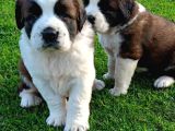 Saint bernard