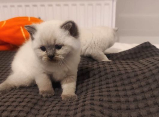 Safkan British Blue Point Bebekler görsel