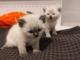 Safkan British Blue Point Bebekler