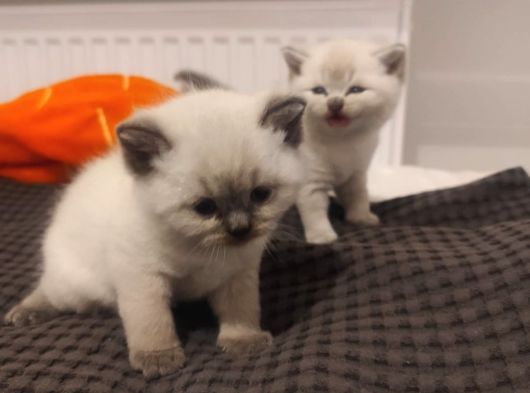 Safkan British Blue Point Bebekler görsel