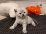 safkan british blue point bebekler