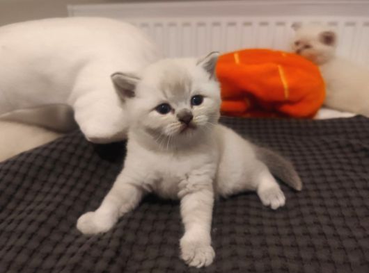 Safkan British Blue Point Bebekler