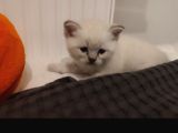Safkan British Blue Point Bebekler