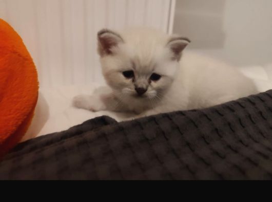 Safkan British Blue Point Bebekler görsel