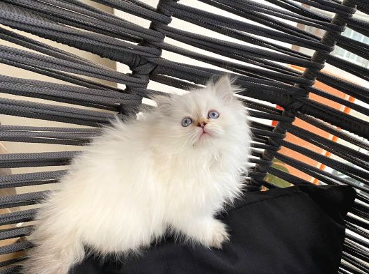 Bri̇ti̇sh Longhai̇r Bluepoi̇nt Bebekleri̇mi̇z görsel
