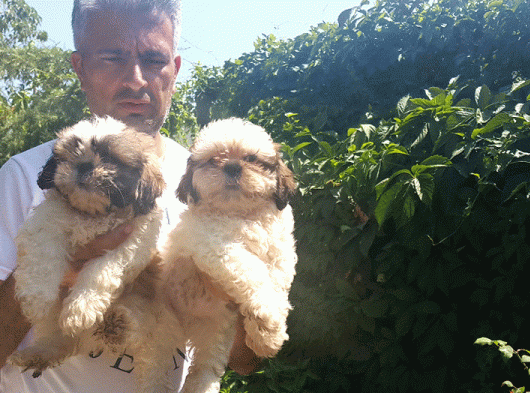 Shih Tzu Yavrulari Çi̇ftli̇kten görsel