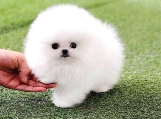 Orijinal Safkan Ayı Surat Pomeranian Boo Yabruları görsel