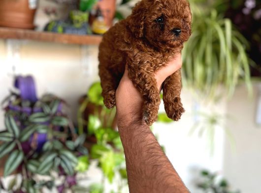 En Uygun Poodle Orjinal Irklar Bizde Bize Sormadan Almayın görsel