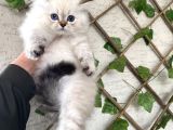 Bri̇ti̇sh Longhai̇r Bluepoi̇nt Bebekleri̇mi̇z