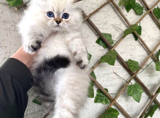 Bri̇ti̇sh Longhai̇r Bluepoi̇nt Bebekleri̇mi̇z görsel