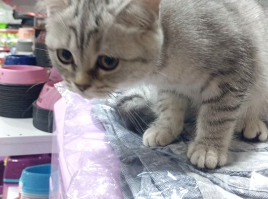 Malzemesini Bizden Almak Şartıyla Kedi Sahiplendirilir görsel