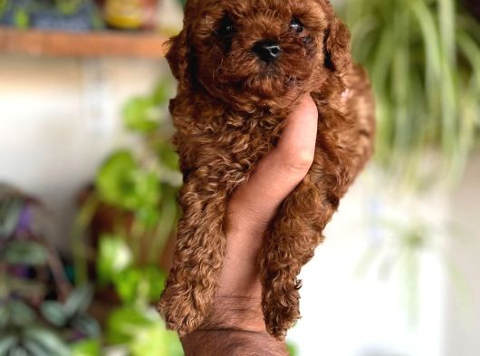 En Uygun Poodle Orjinal Irklar Bizde Bize Sormadan Almayın görsel