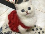 Marshmellow Bebekler