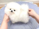 Orijinal safkan ayı surat pomeranian boo yabruları