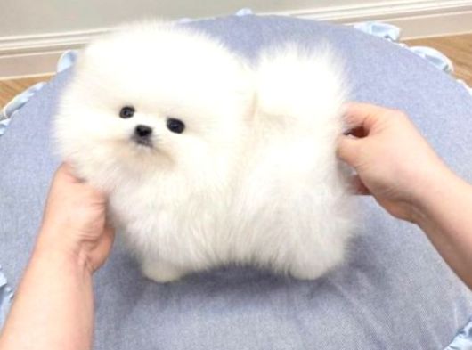 Orijinal Safkan Ayı Surat Pomeranian Boo Yabruları