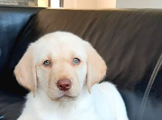Secereli Labrador Retriever Yavrularımız görsel