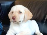 Secereli Labrador Retriever Yavrularımız