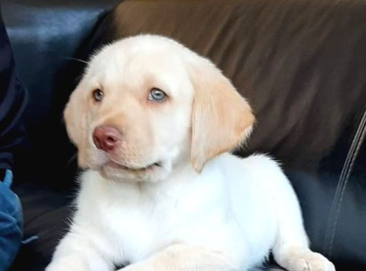 Secereli Labrador Retriever Yavrularımız
