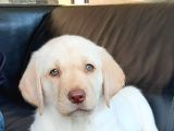 Secereli Labrador Retriever Yavrularımız
