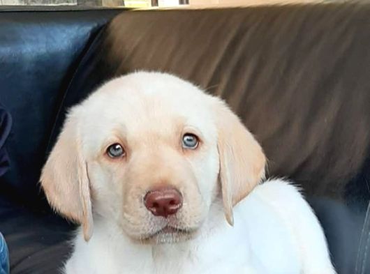 Secereli Labrador Retriever Yavrularımız görsel