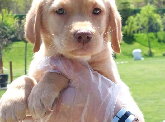 Secereli Labrador Retriever Yavrularımız görsel