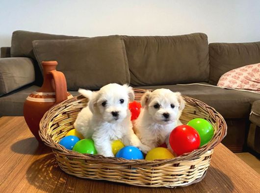 Minik Ev Doğumu Maltese Bebeklerim görsel