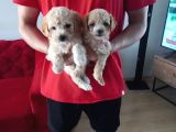 topaç gibi maltipoo bebeğimiz