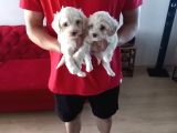 Topaç Gibi Maltipoo Bebeğimiz