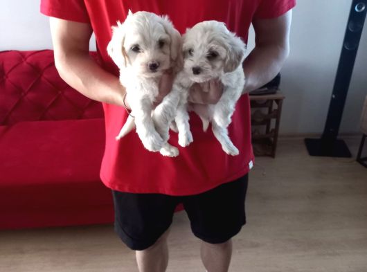 Topaç Gibi Maltipoo Bebeğimiz görsel