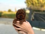 a kalite sağlık garantili toy poodle bebeklerim