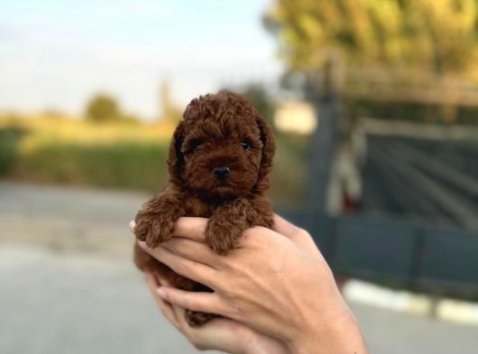 A Kalite Sağlık Garantili Toy Poodle Bebeklerim
