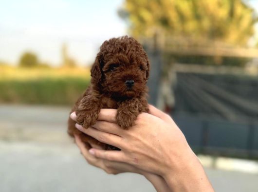 A Kalite Sağlık Garantili Toy Poodle Bebeklerim görsel