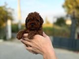 A Kalite Sağlık Garantili Toy Poodle Bebeklerim