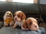 Asil Kan Cavalier King Charles Yavrularımız