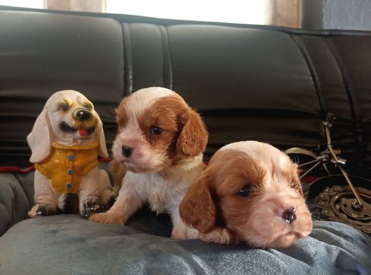 Asil Kan Cavalier King Charles Yavrularımız görsel