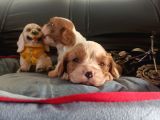 Asil Kan Cavalier King Charles Yavrularımız